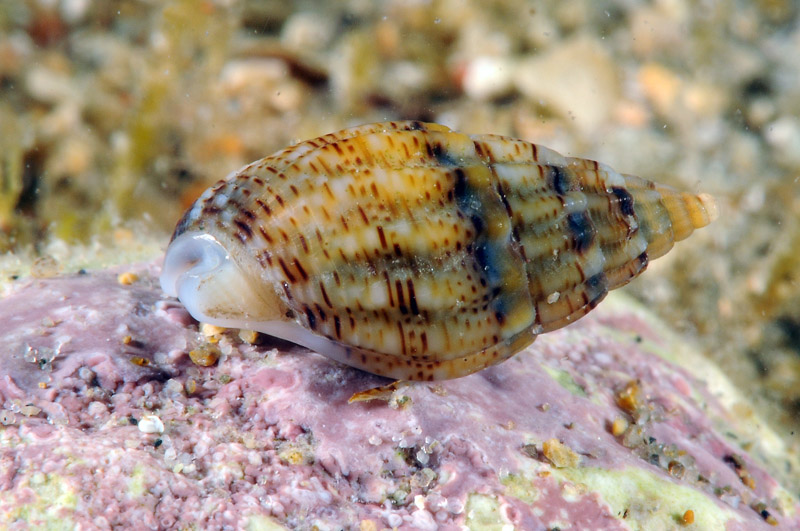 Prosobranco da determinare